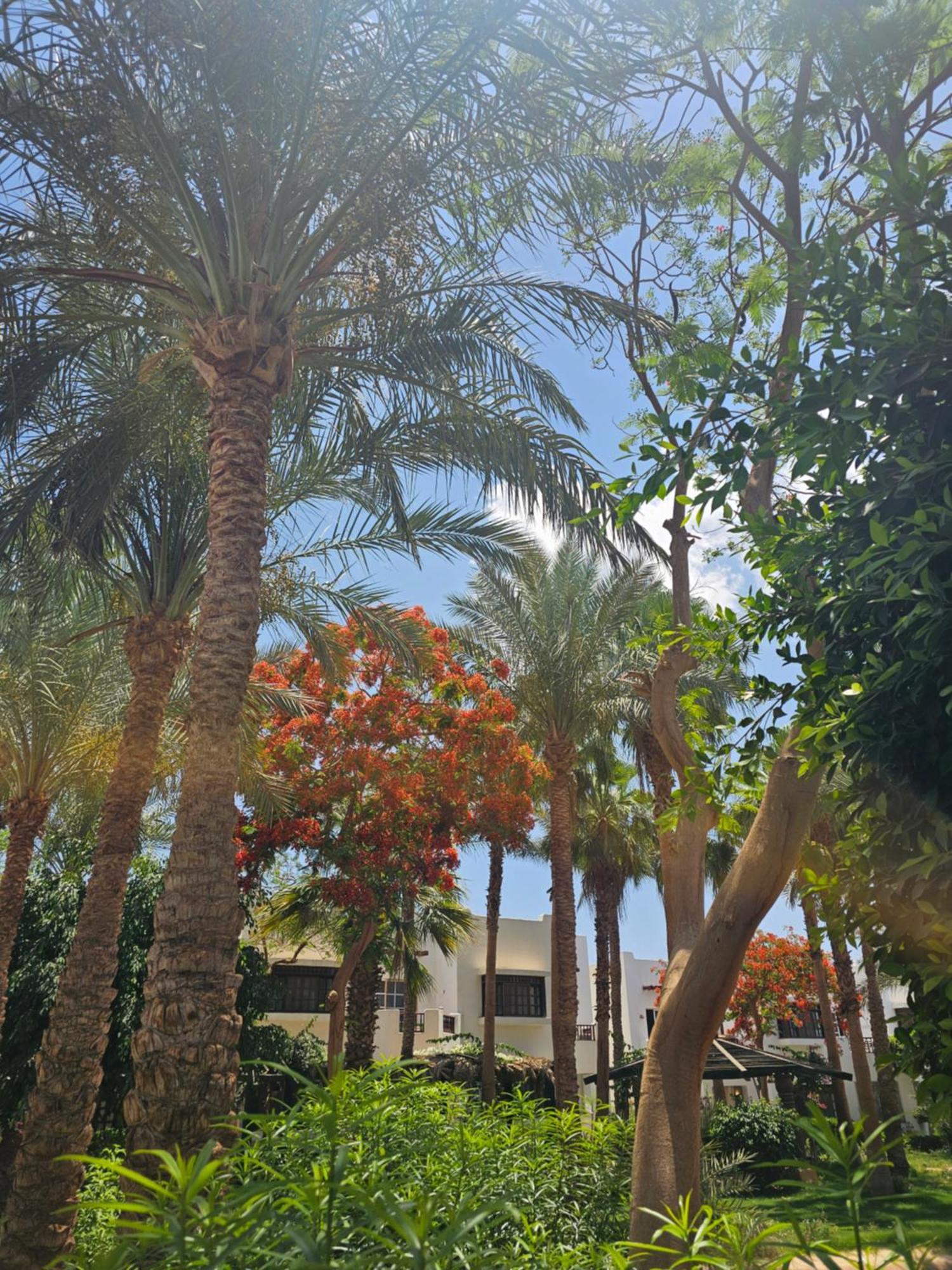 Apartment Blue Bay Delta Sharm El-Sheikh