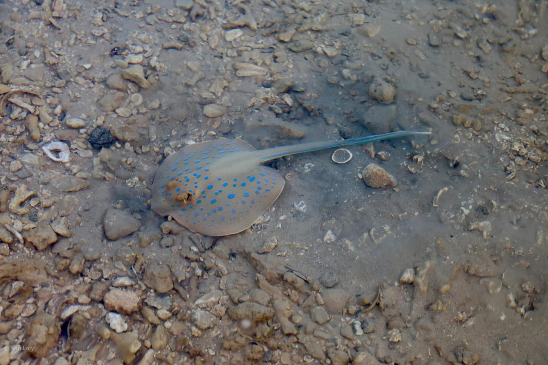 Kamp alanı Sharm El Naga And Diving Center Hurgada