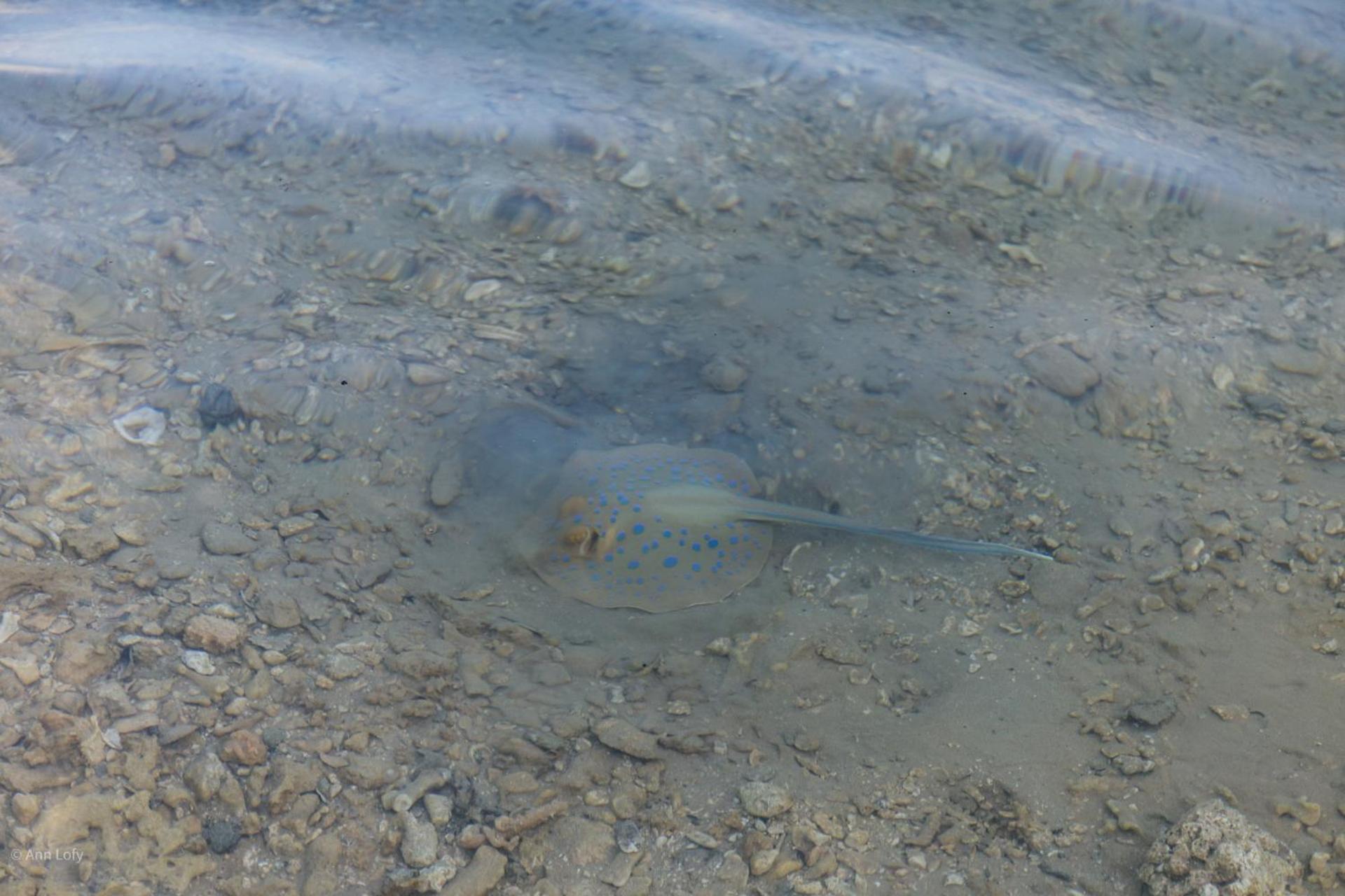Sharm El Naga And Diving Center