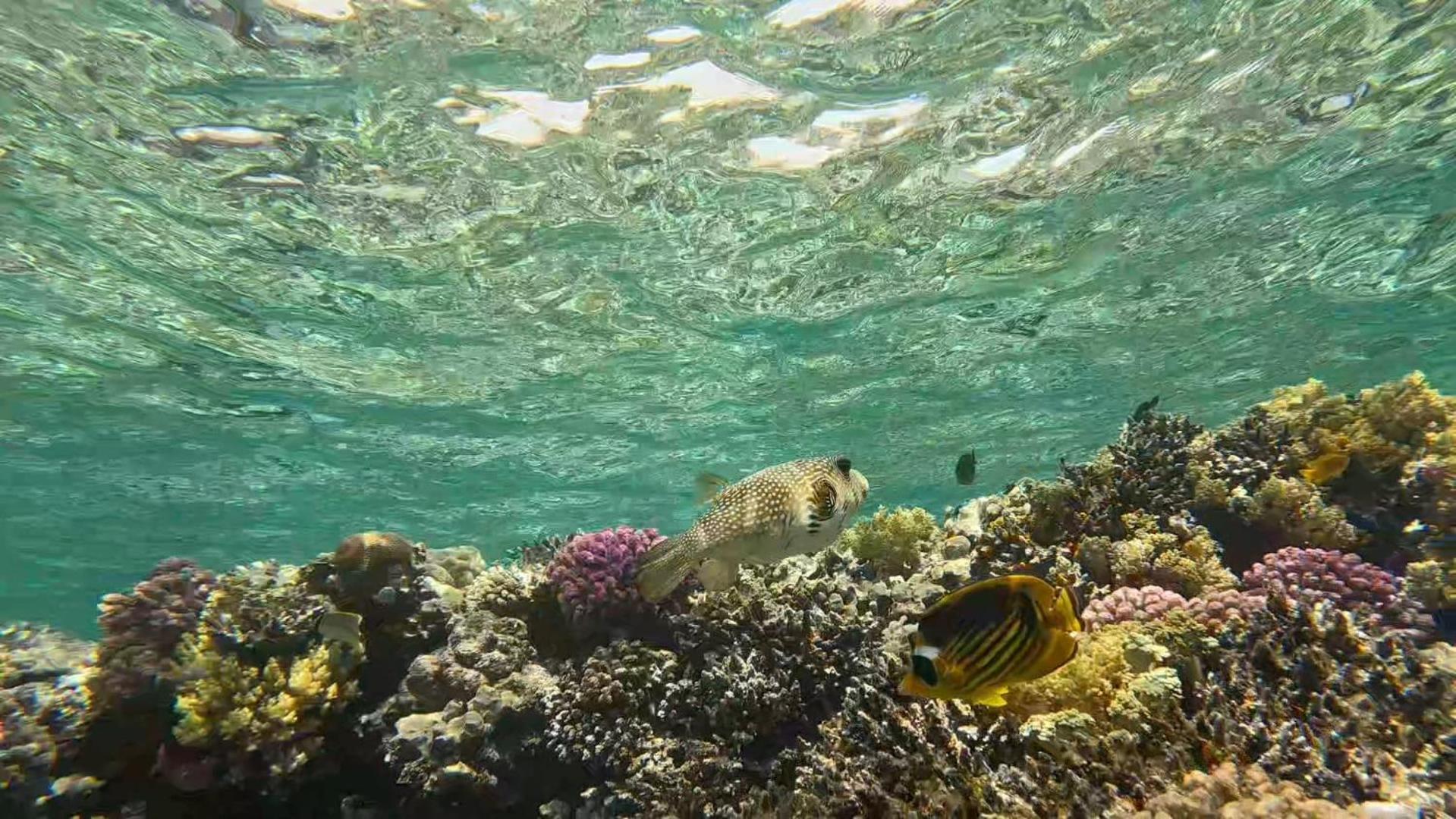 Sharm El Naga And Diving Center Kamp alanı Hurgada