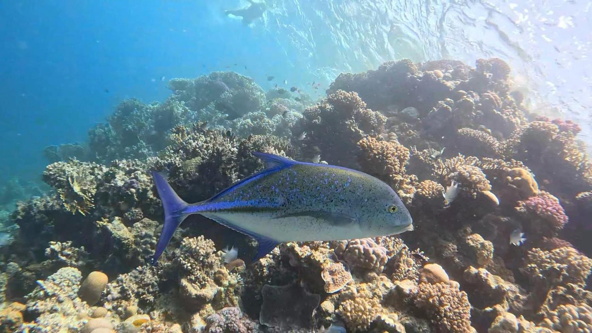 Sharm El Naga And Diving Center