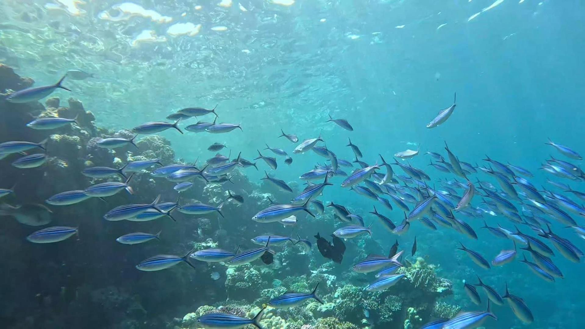 Sharm El Naga And Diving Center
