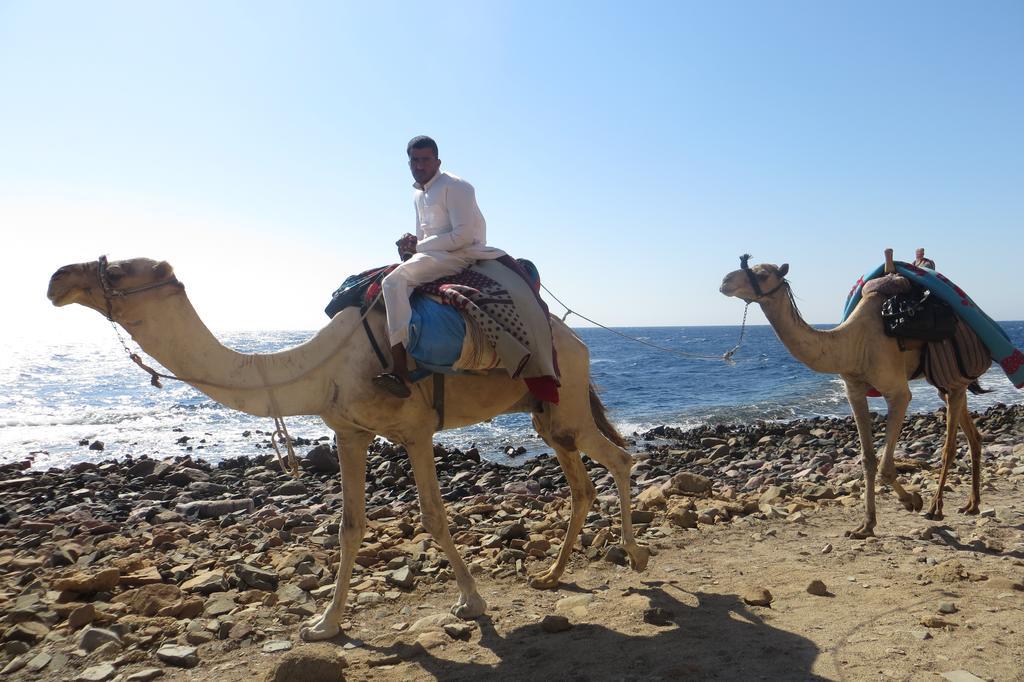 Inn Dive Urge Dahab