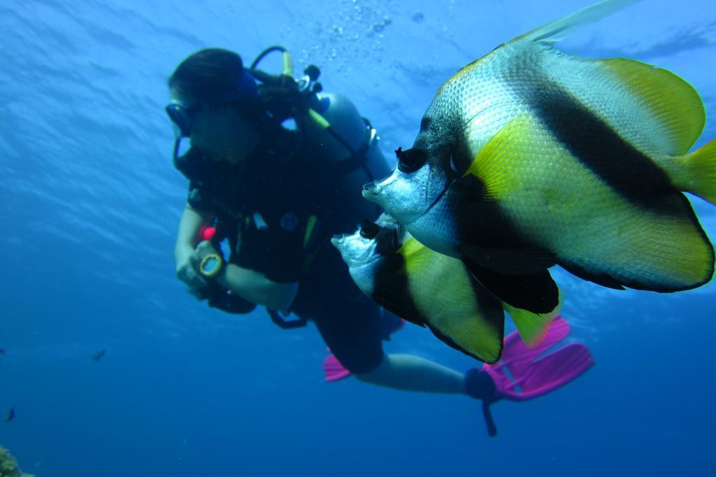 Dive Urge Dahab