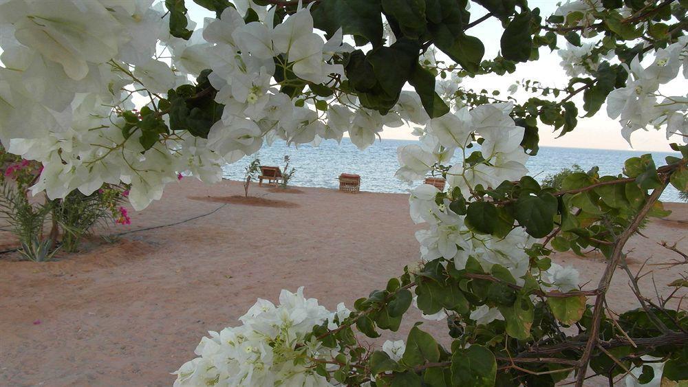 Bedouin Star Campsite Taba