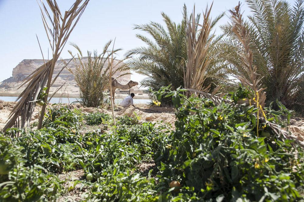 Taziry Siwa Resort Siwa Oasis
