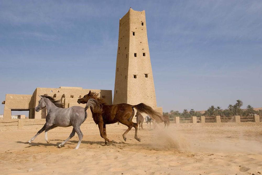 Taziry Siwa Resort