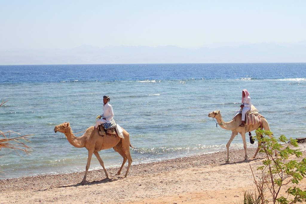 Campsite Bedouin Star Taba