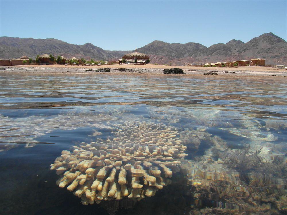 Campsite Bedouin Star Taba