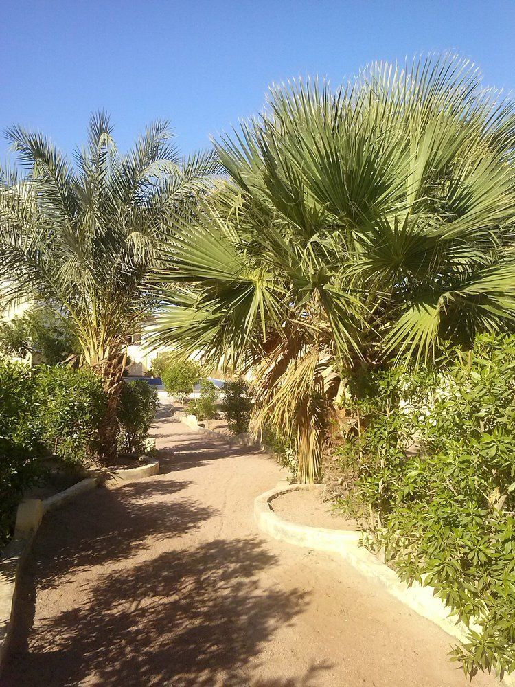 Dreams Hotel Dahab