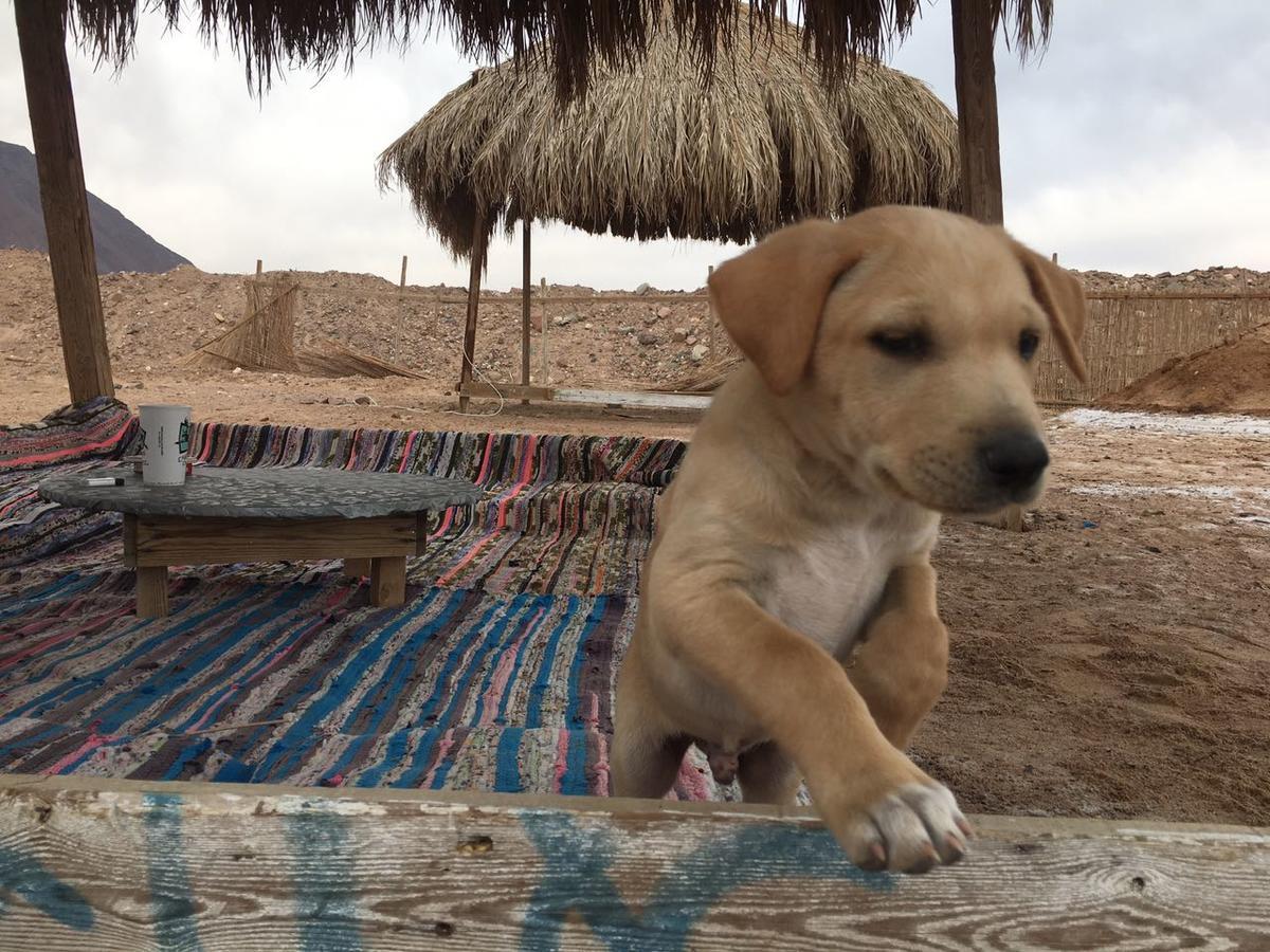 Sakratah Camp - Eco Friendly Campsite Taba