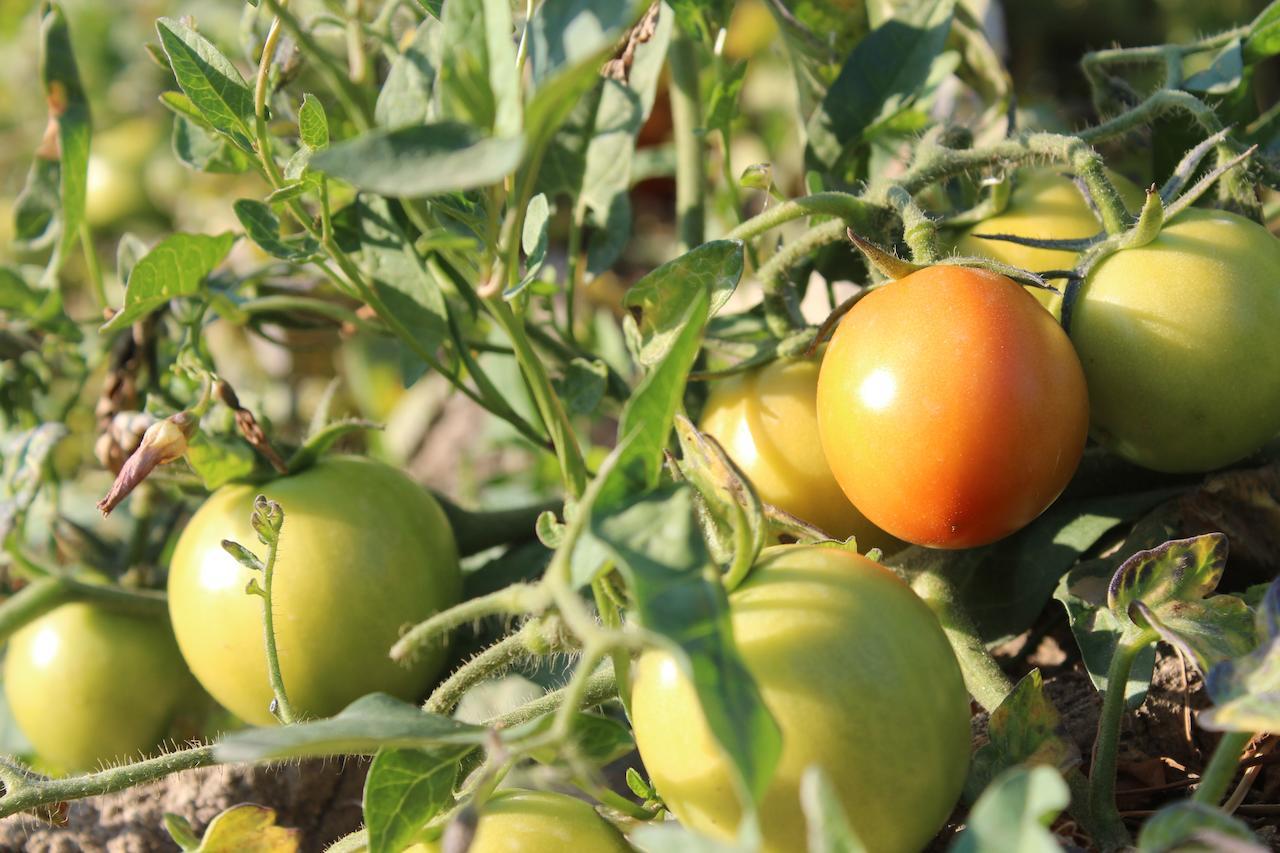 El Dikka Agri * Izbat an Namus