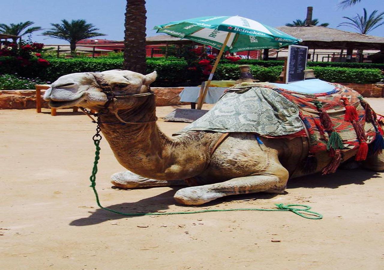Sharm El Naga And Diving Center Kamp alanı