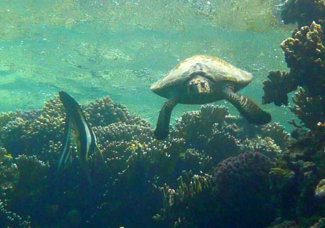 Kamp alanı Sharm El Naga And Diving Center 3*