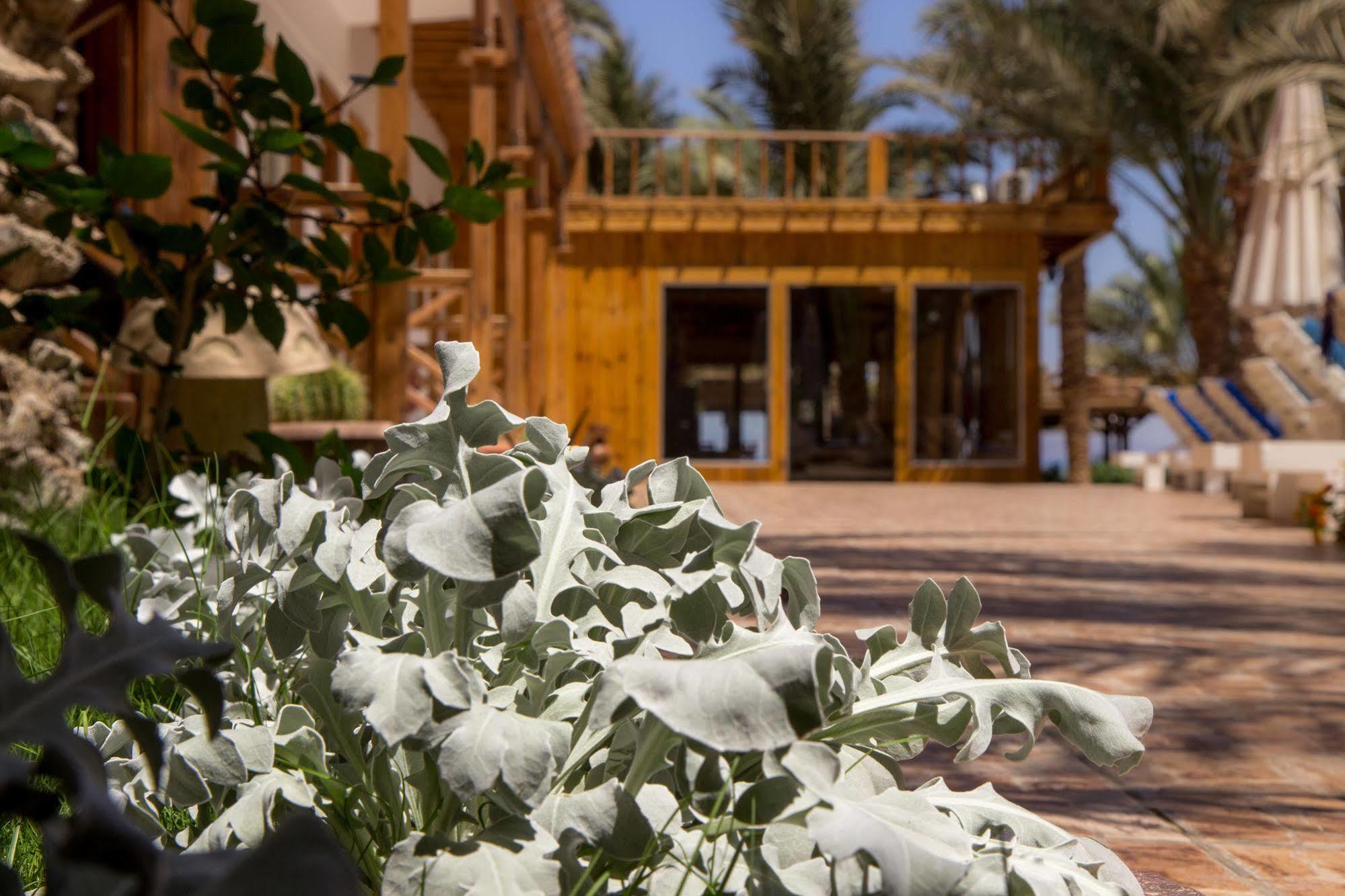Acacia Dahab