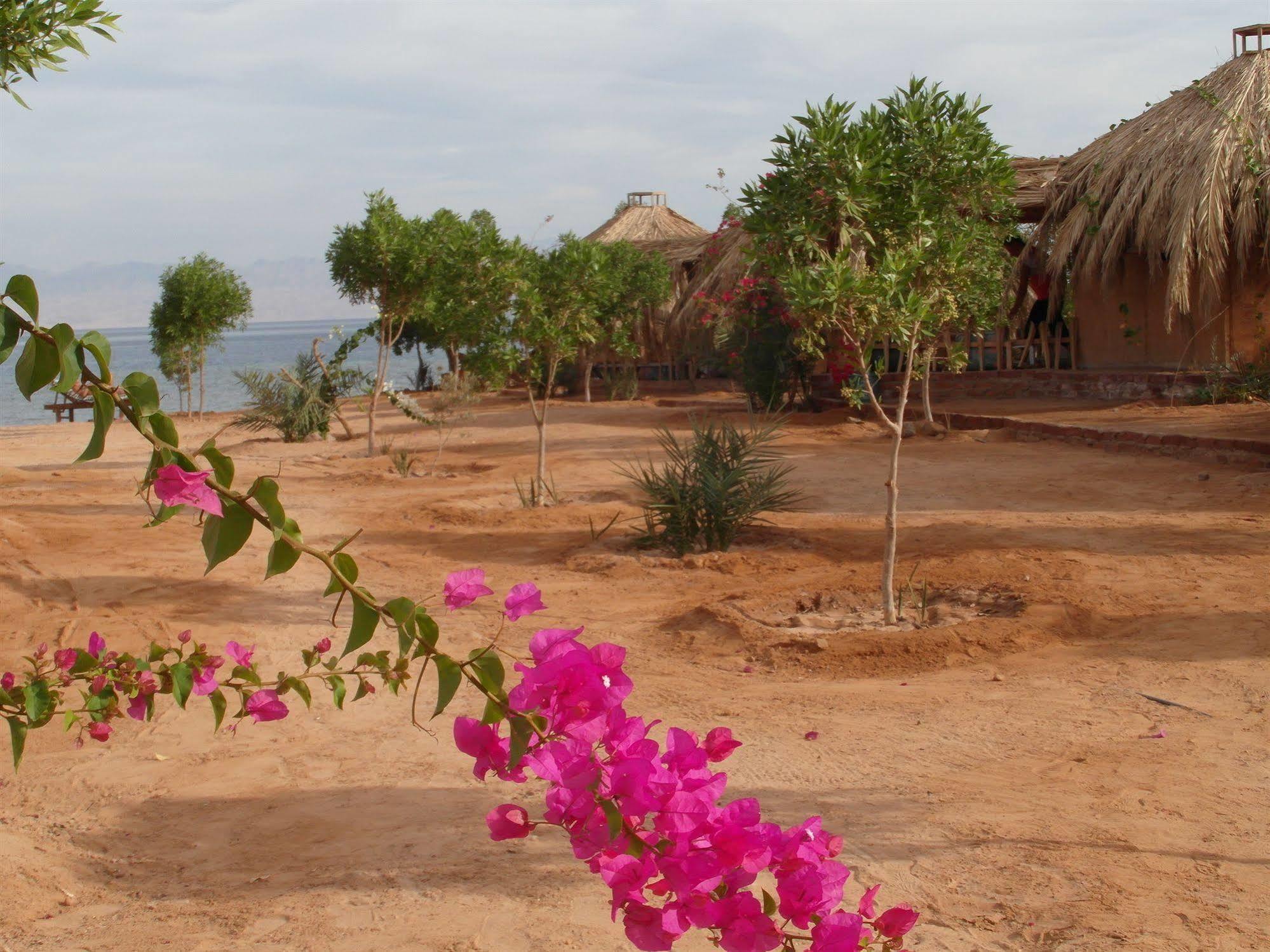 Campsite Bedouin Star 4*