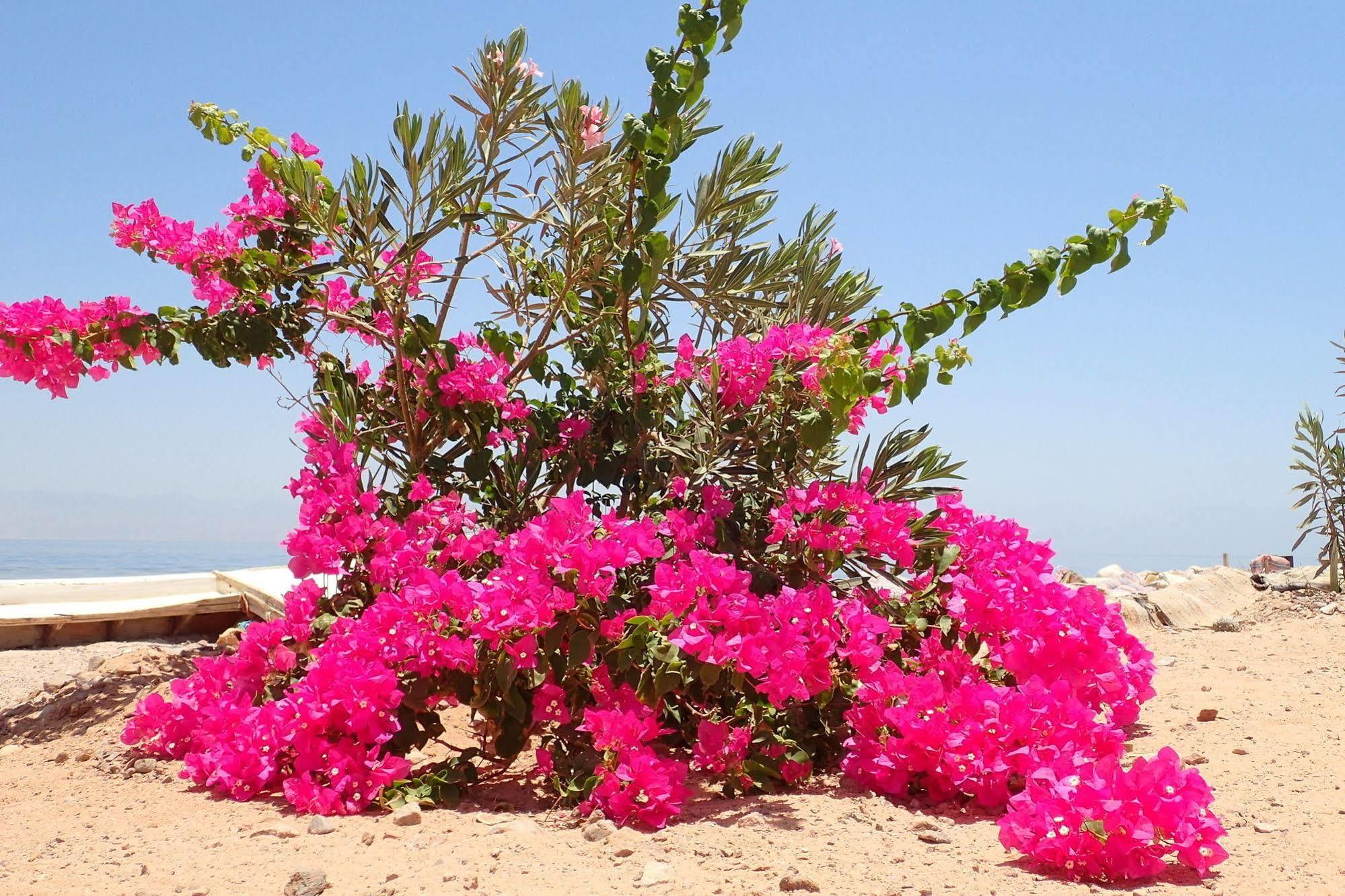 Bedouin Star