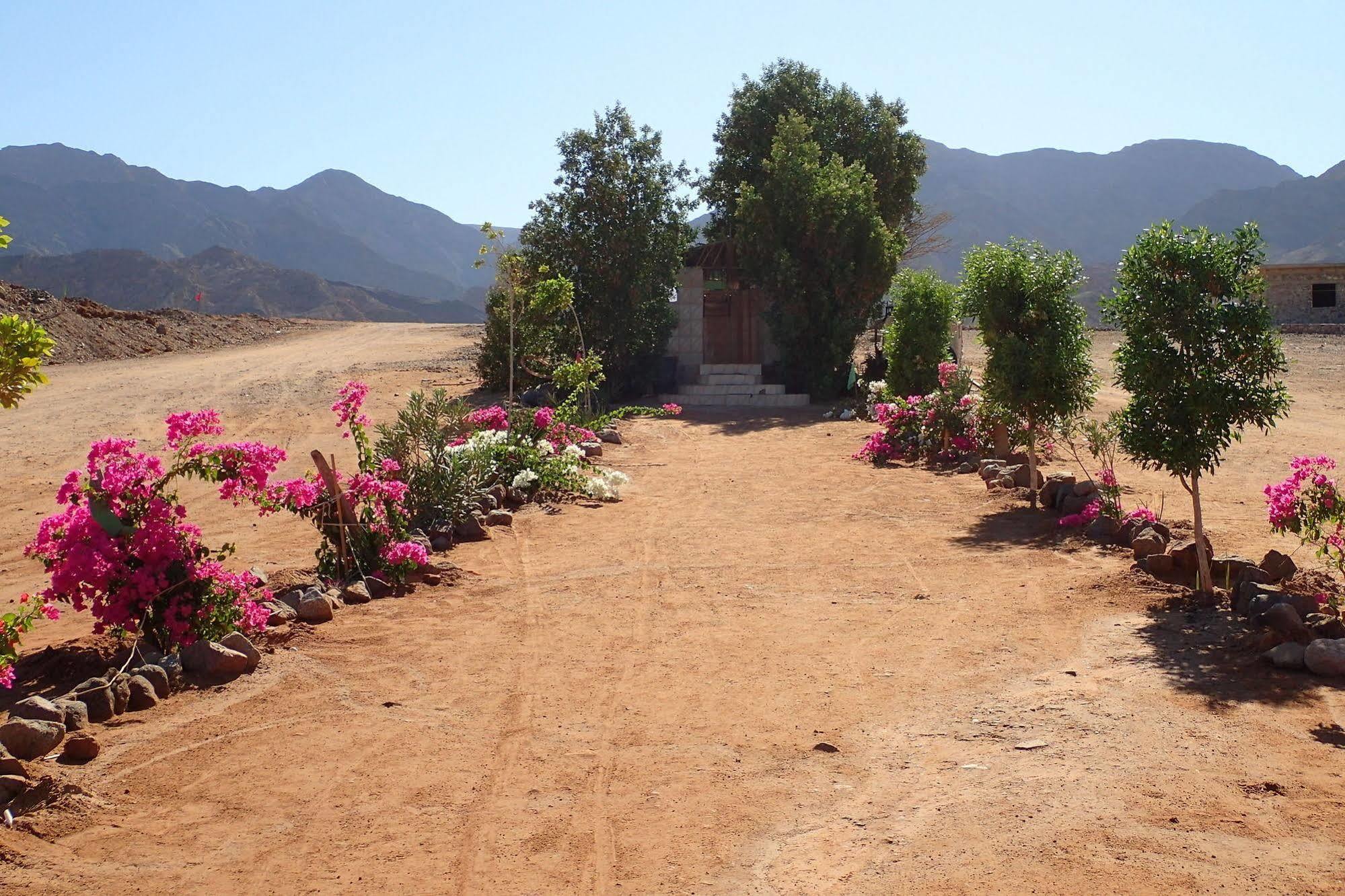 Campsite Bedouin Star 4*