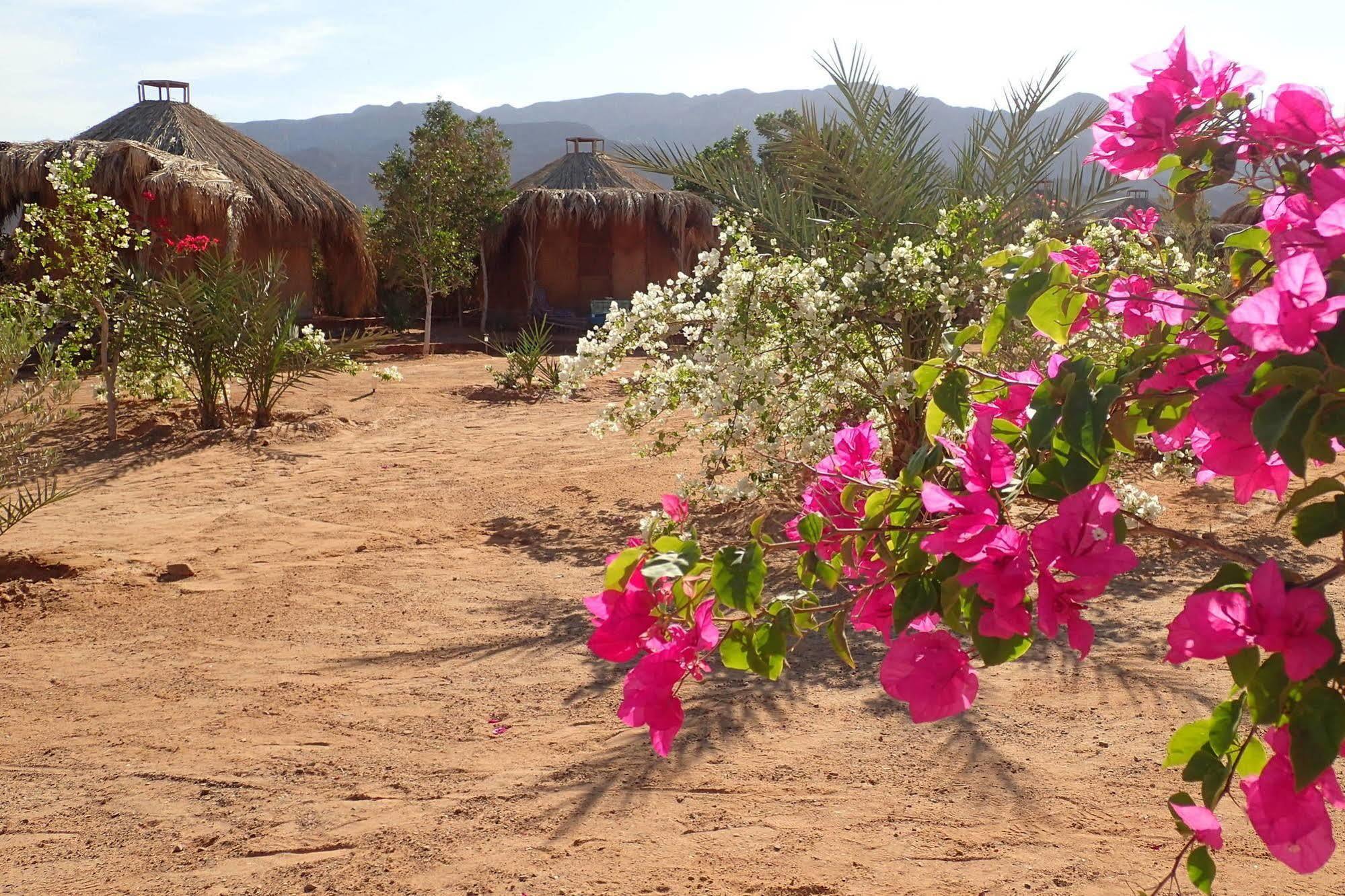 Bedouin Star