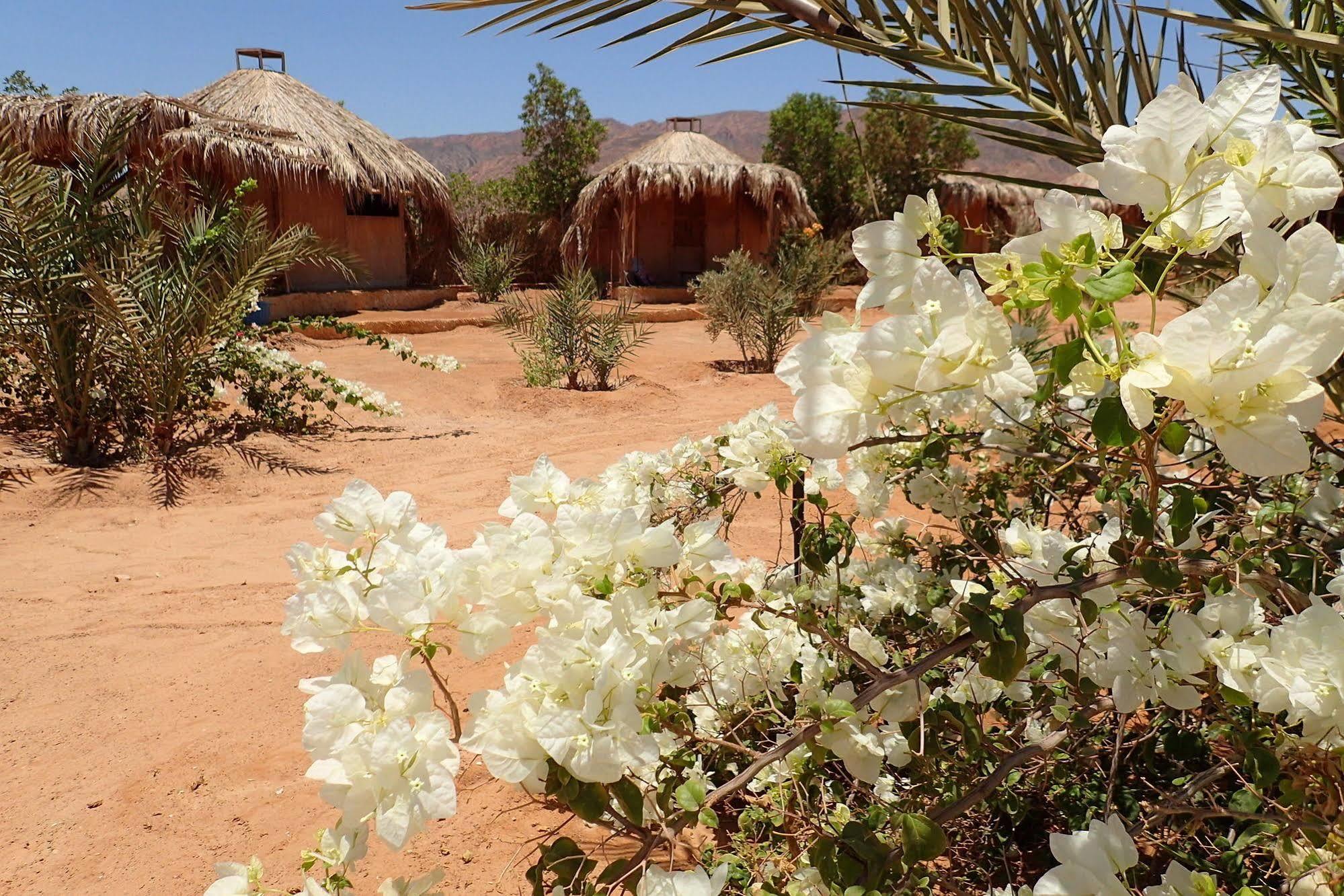 Bedouin Star Campsite Taba