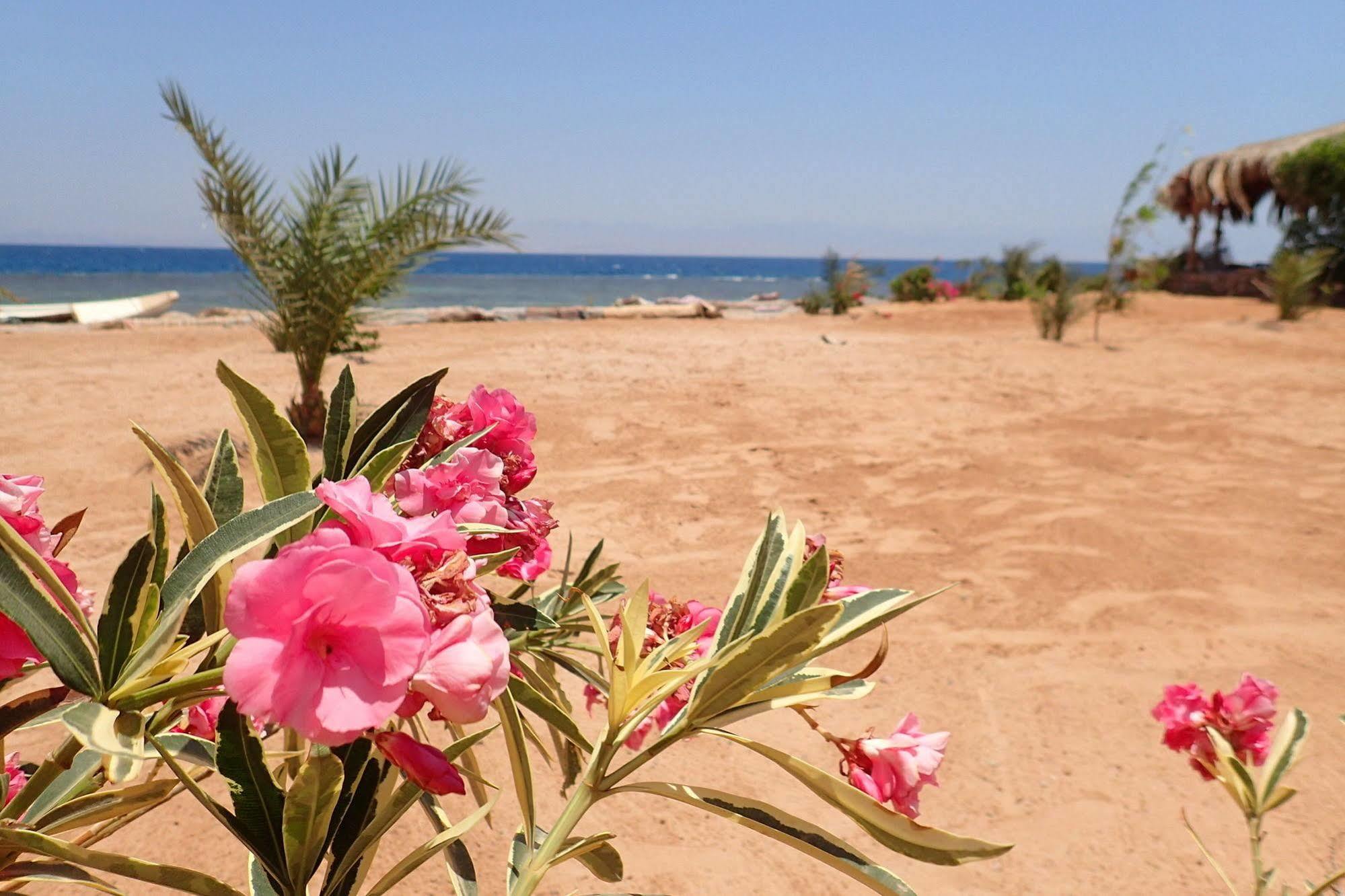 Bedouin Star Campsite 4*