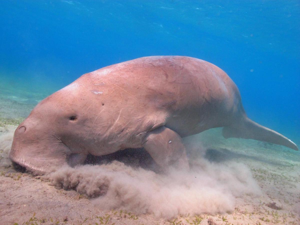Pensiune Rayhana Marsa Alam