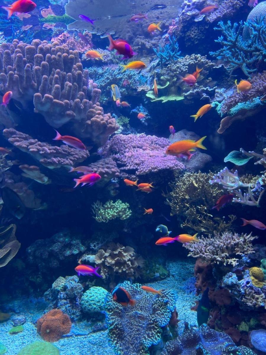 Porto Elsheikh-aqua Park View *