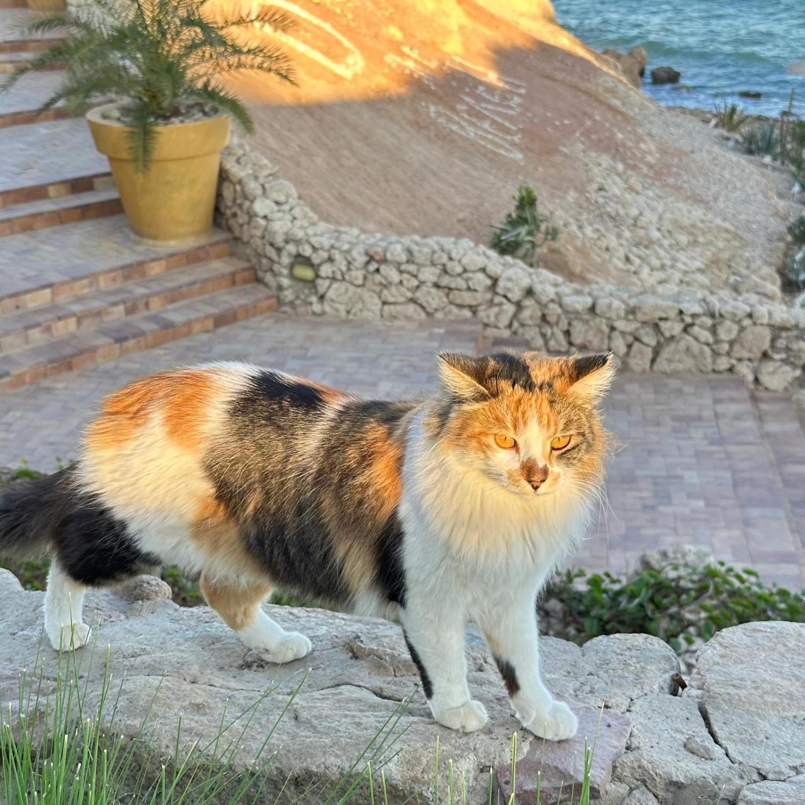 Privata Anita Con Balcone,aquamarine Al Domina Coral Bay, Resort, Diving, & Casino Apartamento Sharm El Sheikk