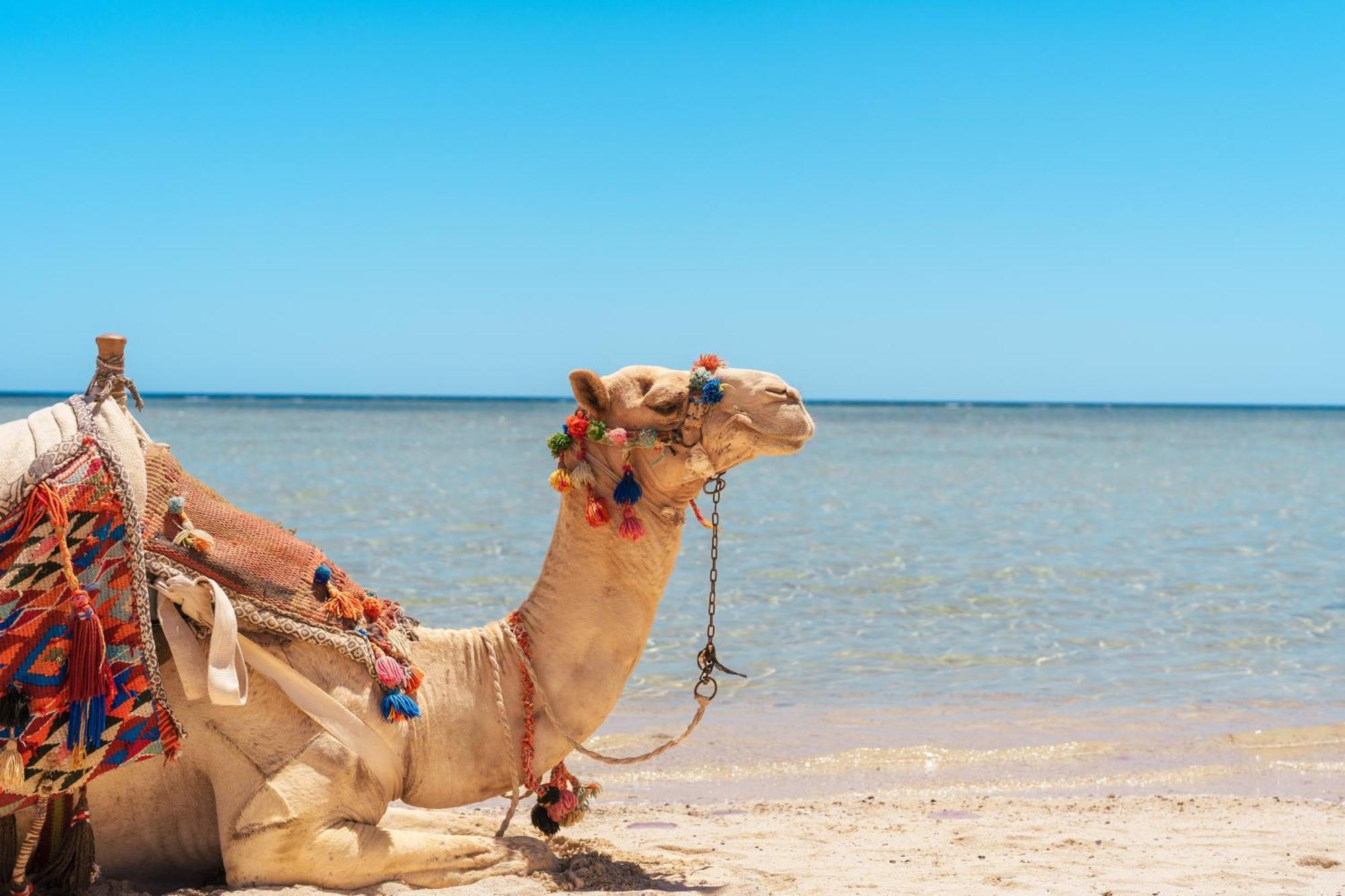 Hotel Protels Crystal Marsa Alam