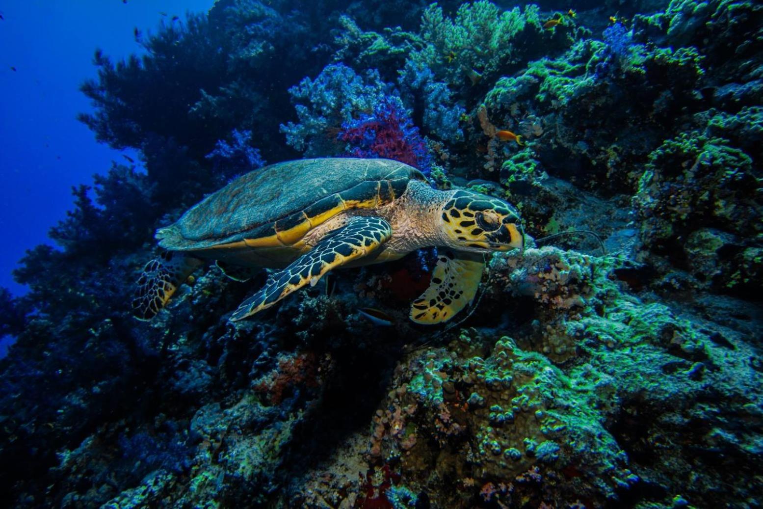 Falcon Hills Sharm el-Sheikh