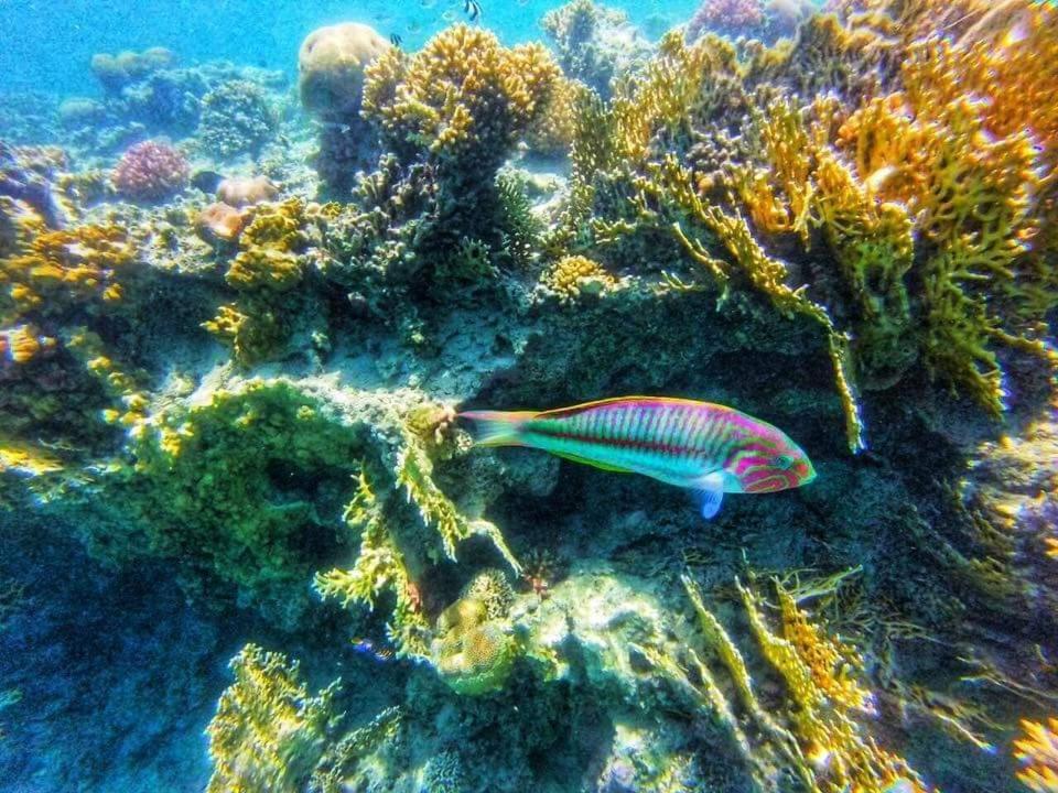 Hassany 4* Hurghada