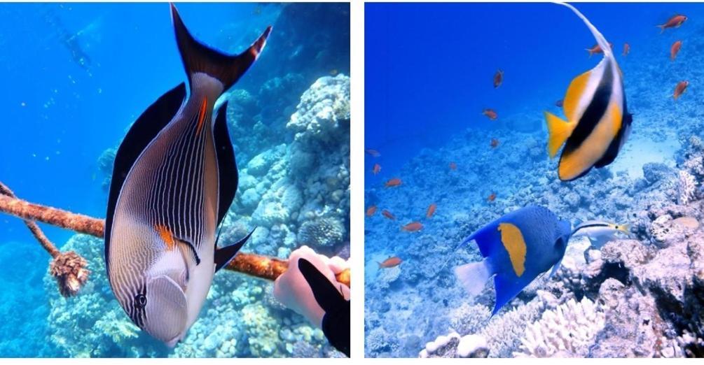 Domina Coral Bay Blocco 56 * Sharm el-Sheikh