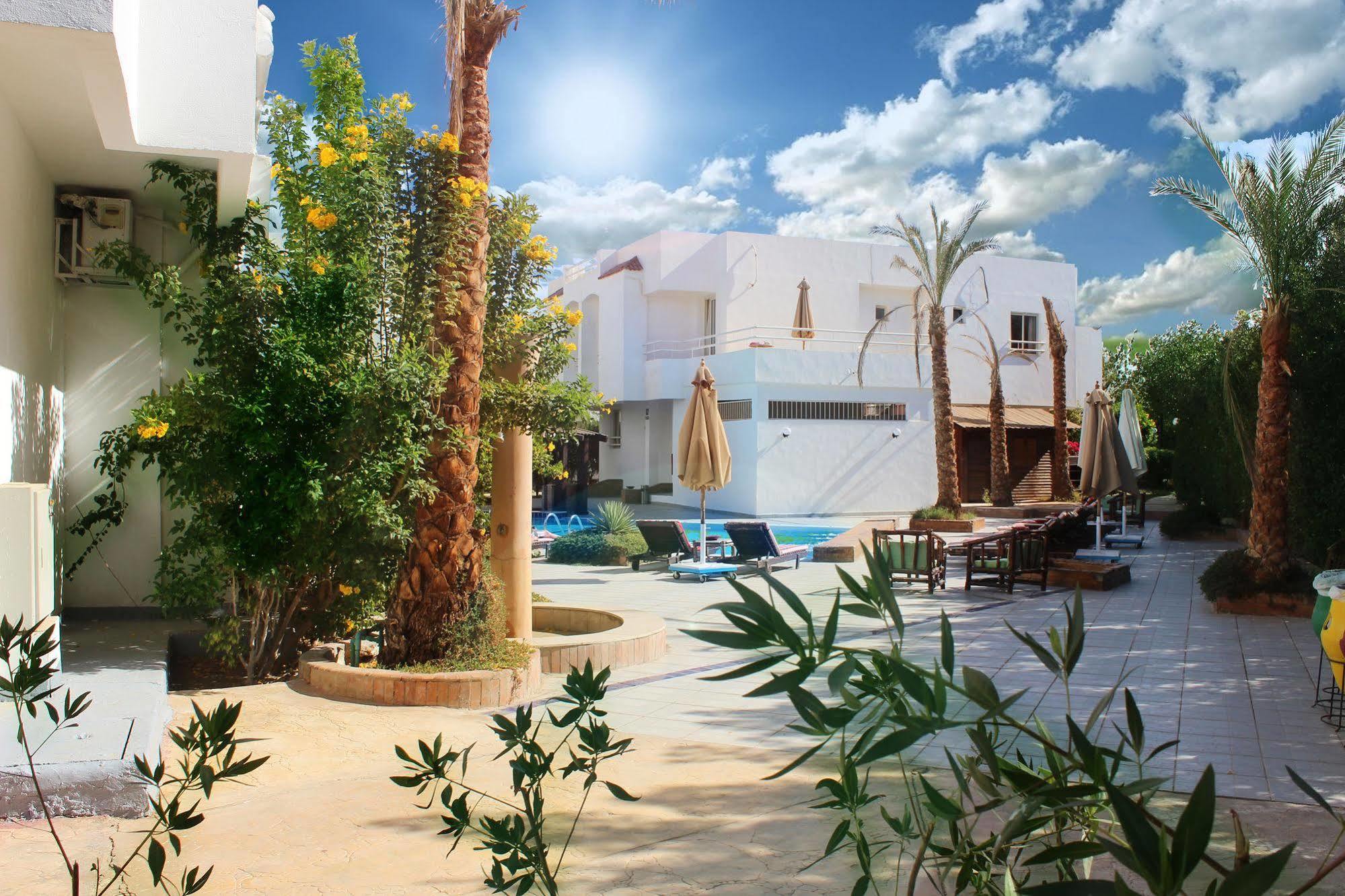 Complex Viking Club Sheikh