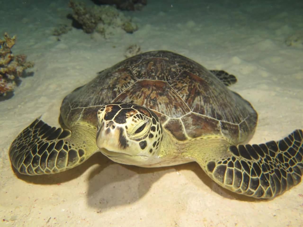 Aurora Safari 4* Marsa Alam
