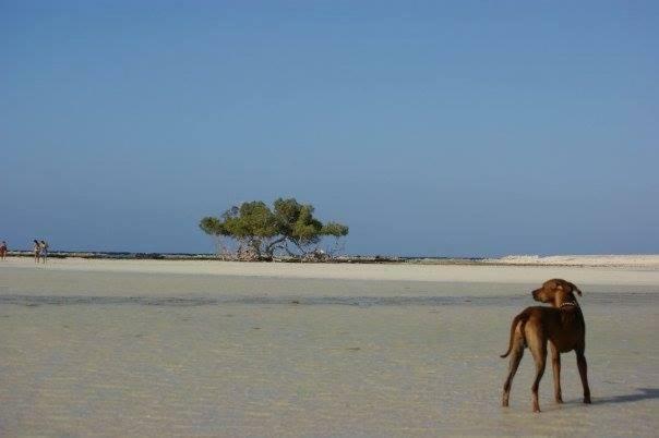 Deep South Eco-lodge Hotel Marsa Alam