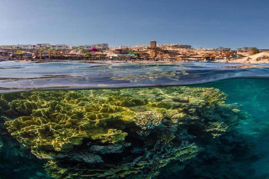 Sharks Bay Oasis Aqua Park Resort 3*