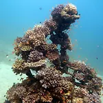Deep Blue Divers Hostel Dahab