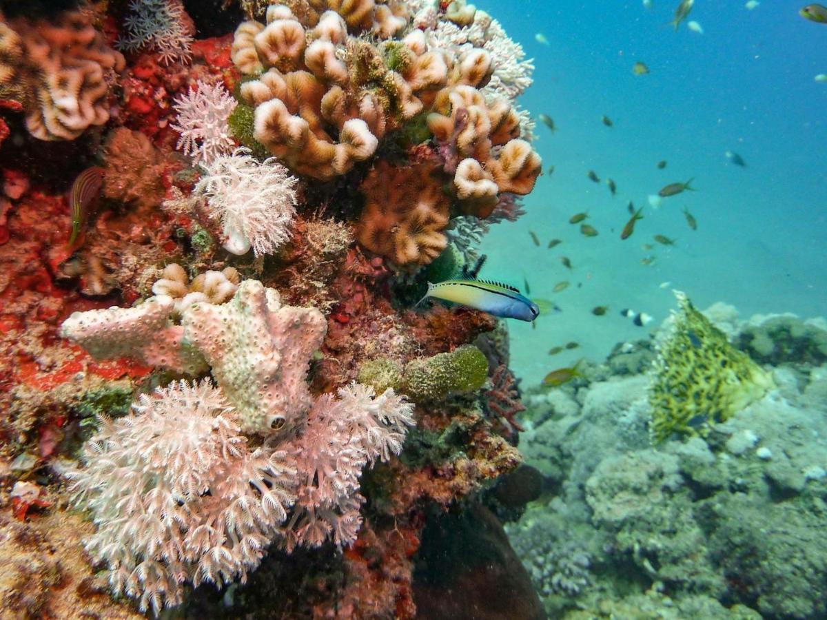 Hotel Coral Sun (adults Only)