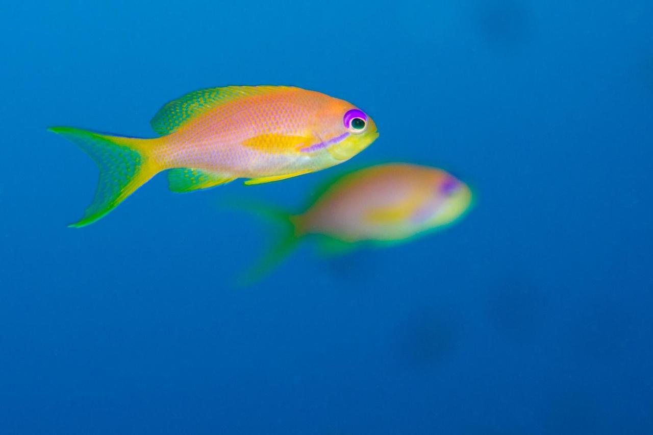 Coral Sun (adults Only)