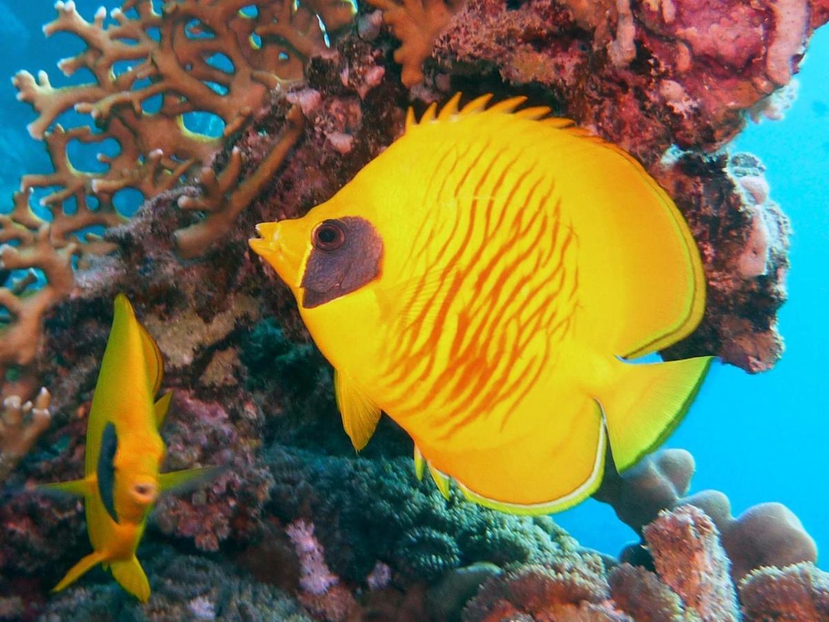 Coral Sun (adults Only) Hotel