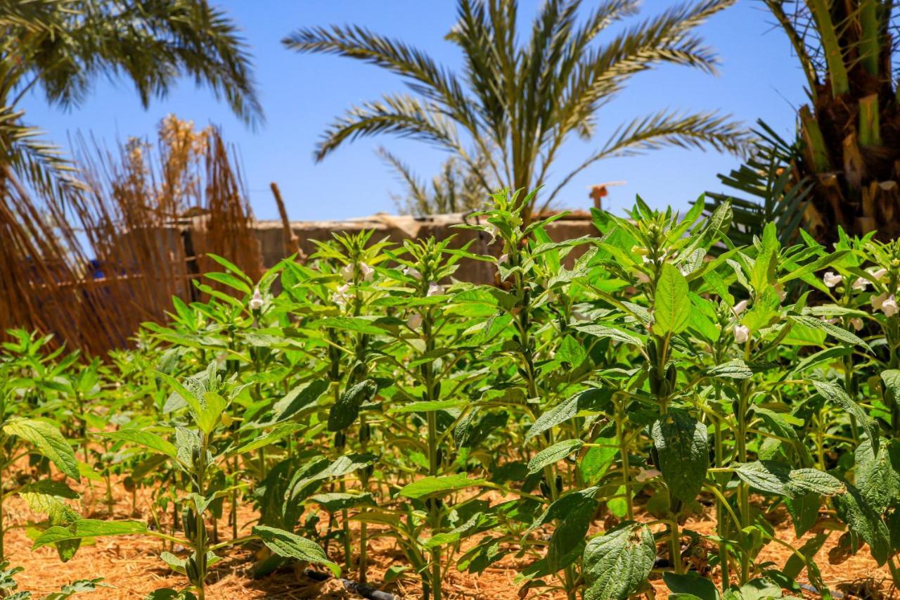 Habiba Beach Nuweiba