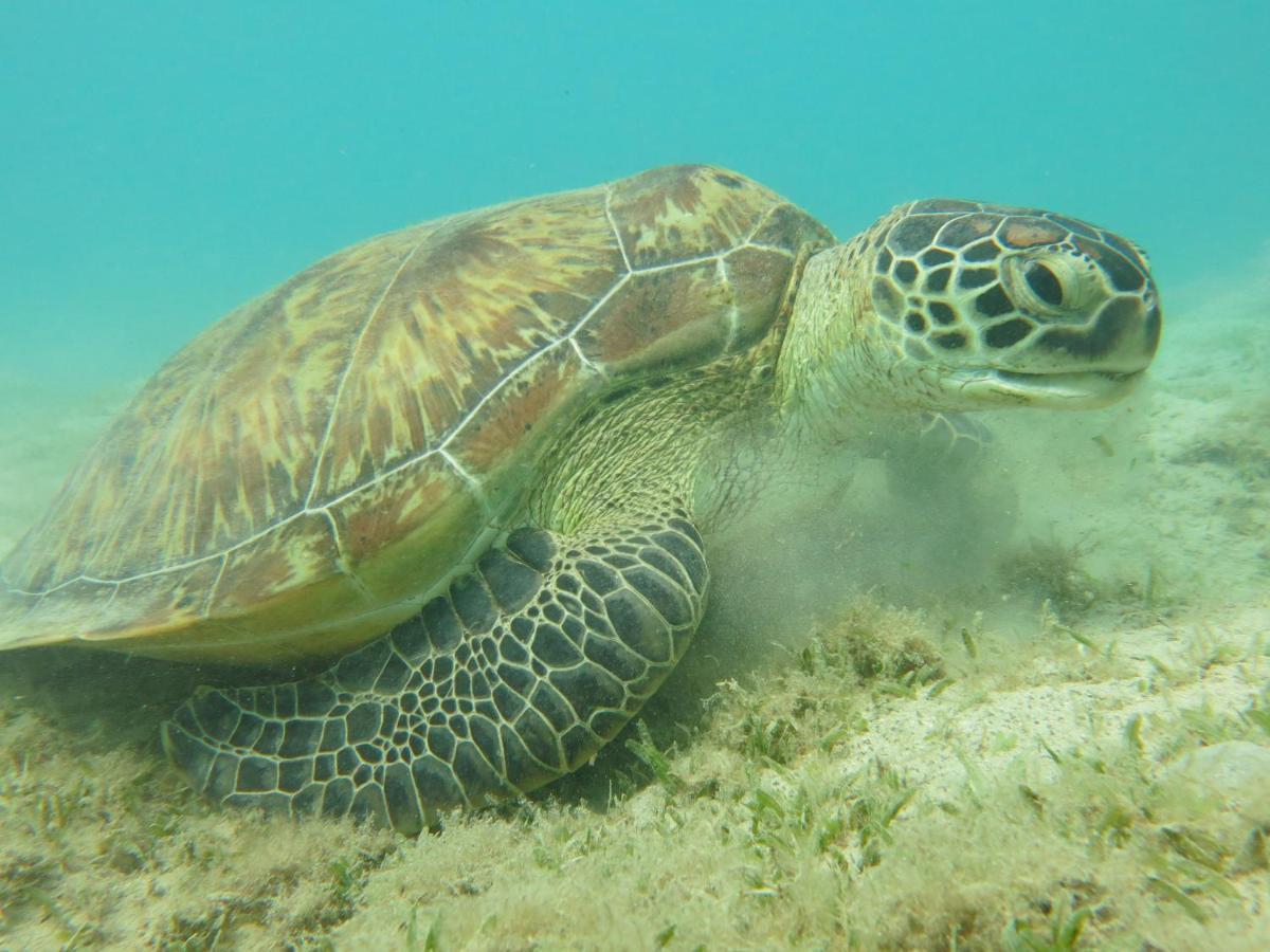 Blue Vision Diving Hotel