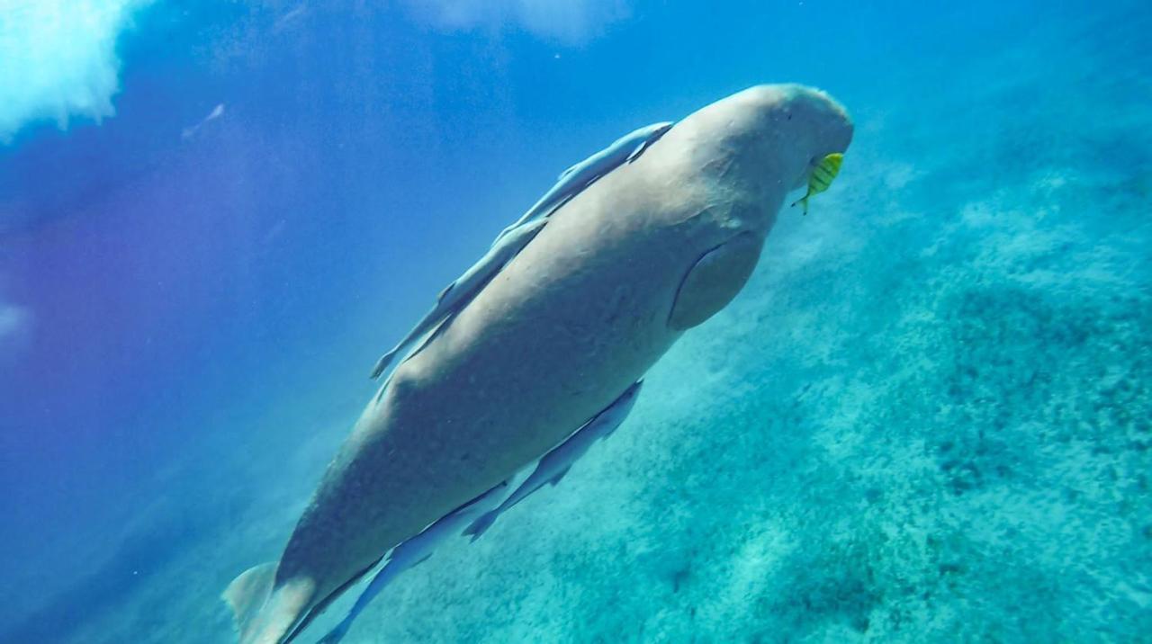 Blue Vision Diving