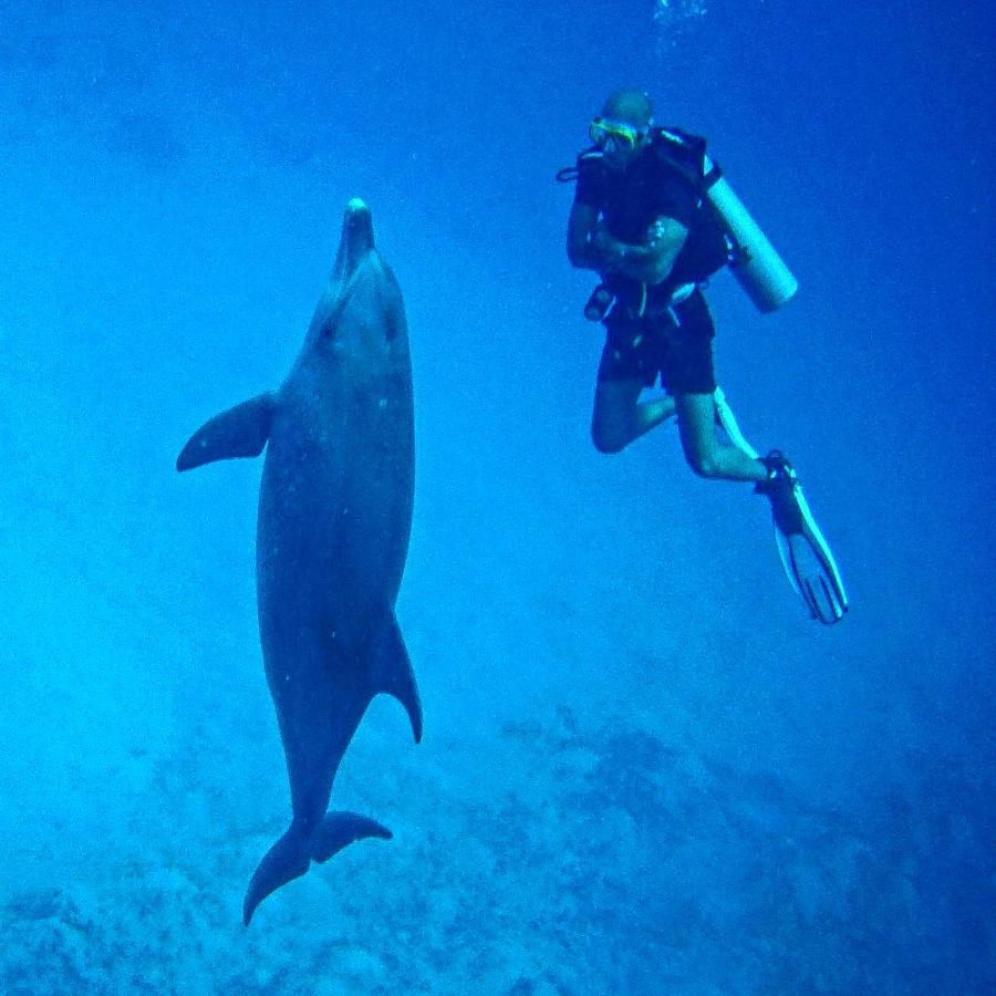 Blue Vision Diving Hotel Marsa Alam