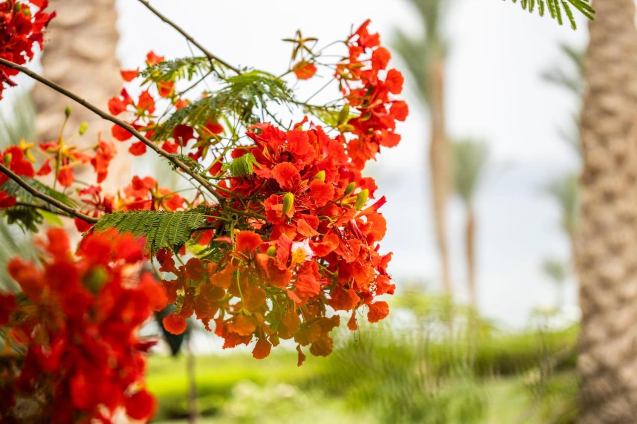 Resort Private Residential Villa & Chalet At Four Seasons Resort Sharm El Sheikh - Egypt Sharm el-Sheikh