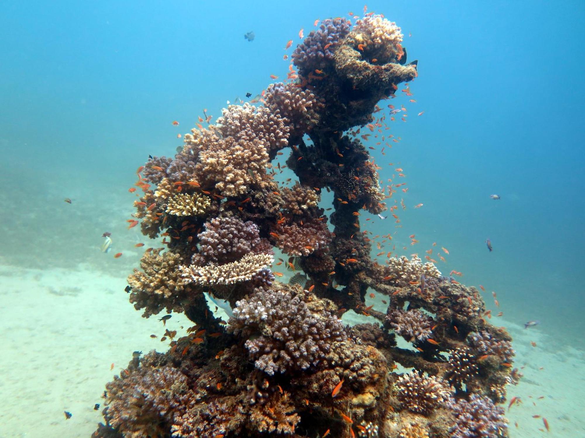 Hostel Deep Blue Divers *