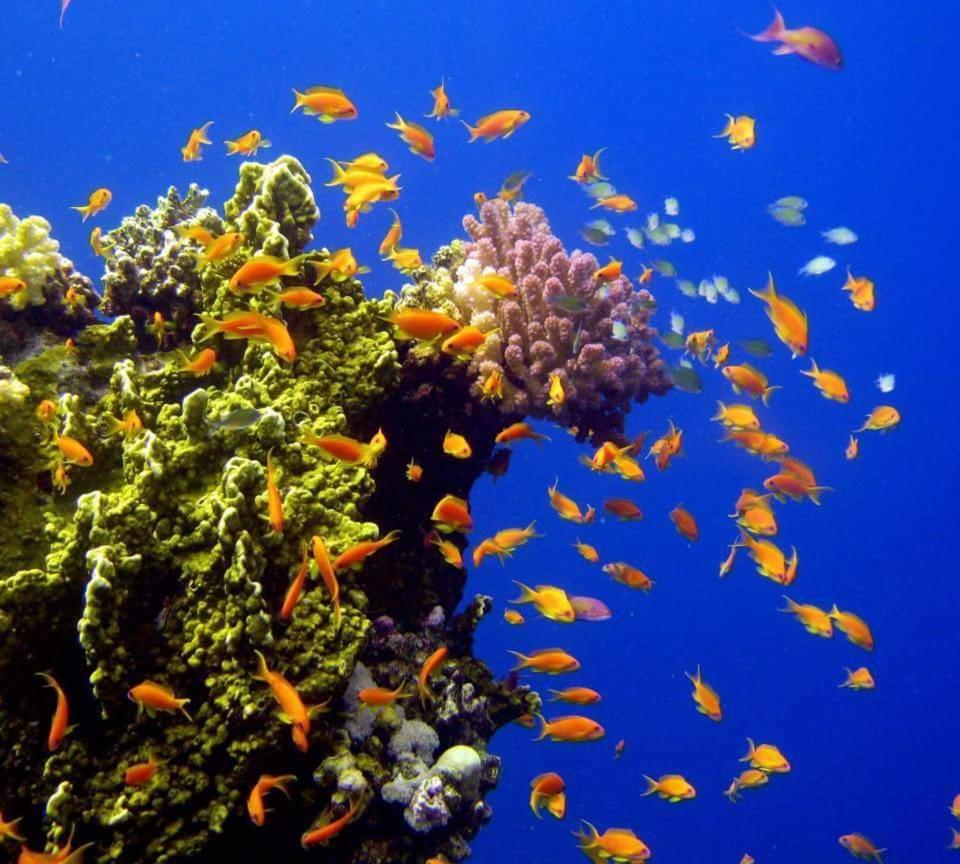 Hassany Hurghada