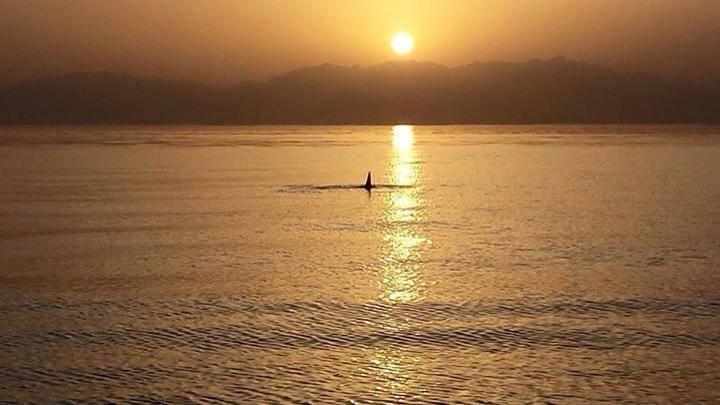 Nakhil Nuweiba