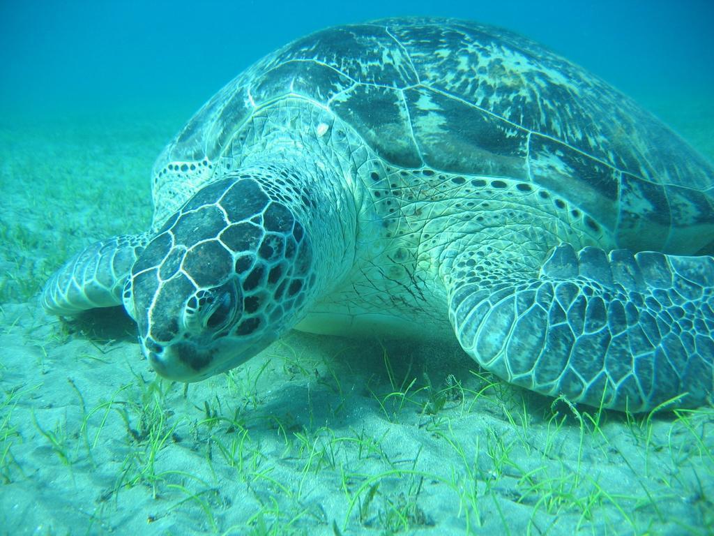 Blue Vision Diving