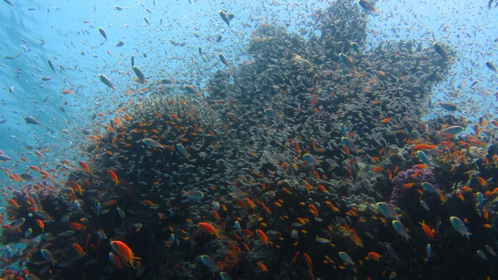 Deep Blue Divers Dahab